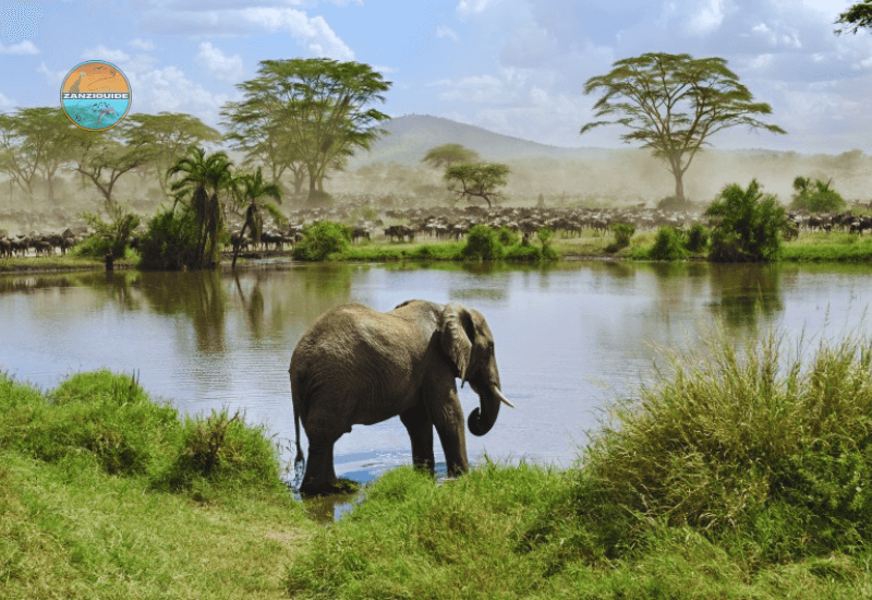 National du Serengeti Zanziguide