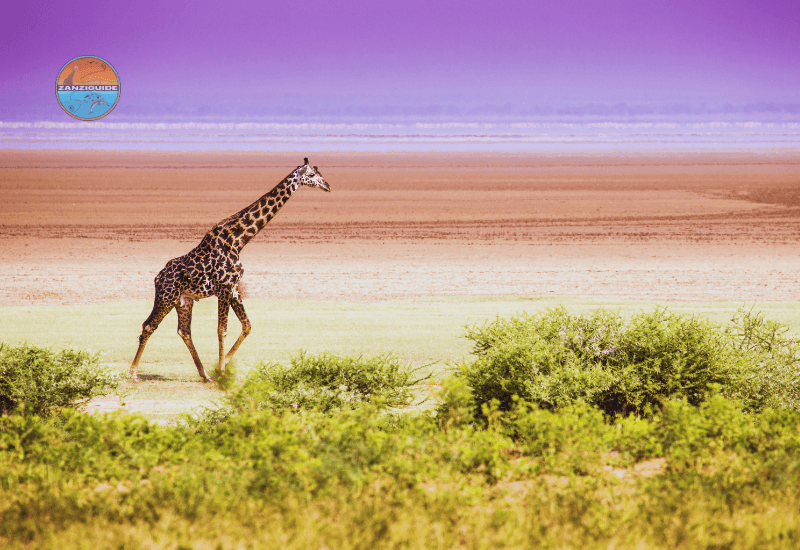 Parc National de Lake Manyara safari Zanziguide