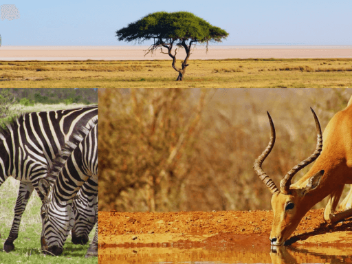 Parc National de Mikumi animaux et faune locale