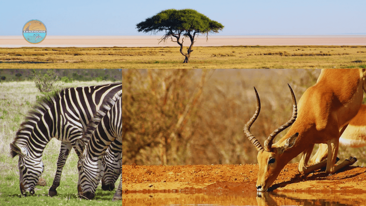 Parc National de Mikumi animaux et faune locale