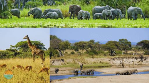 Parc National de Nyerere visite guidée zanziguide