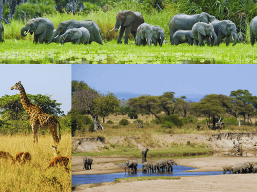 Parc National de Nyerere visite guidée zanziguide