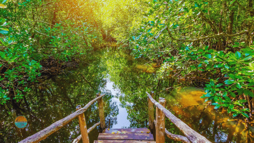 Jungle pont rivière feuilles ZANZIGUIDE