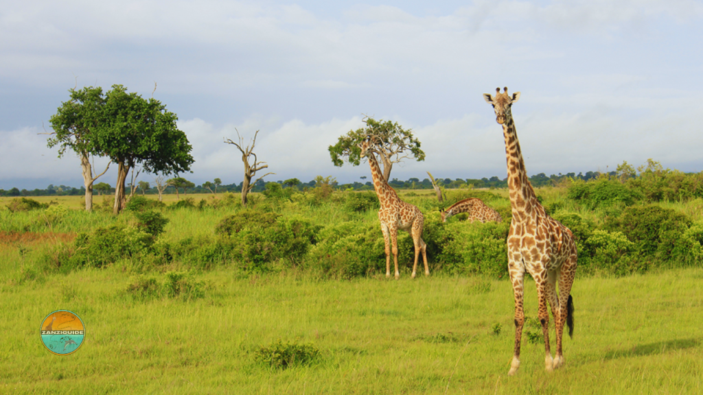 Parc National safari Mikumi Zanzibar Zanziguide