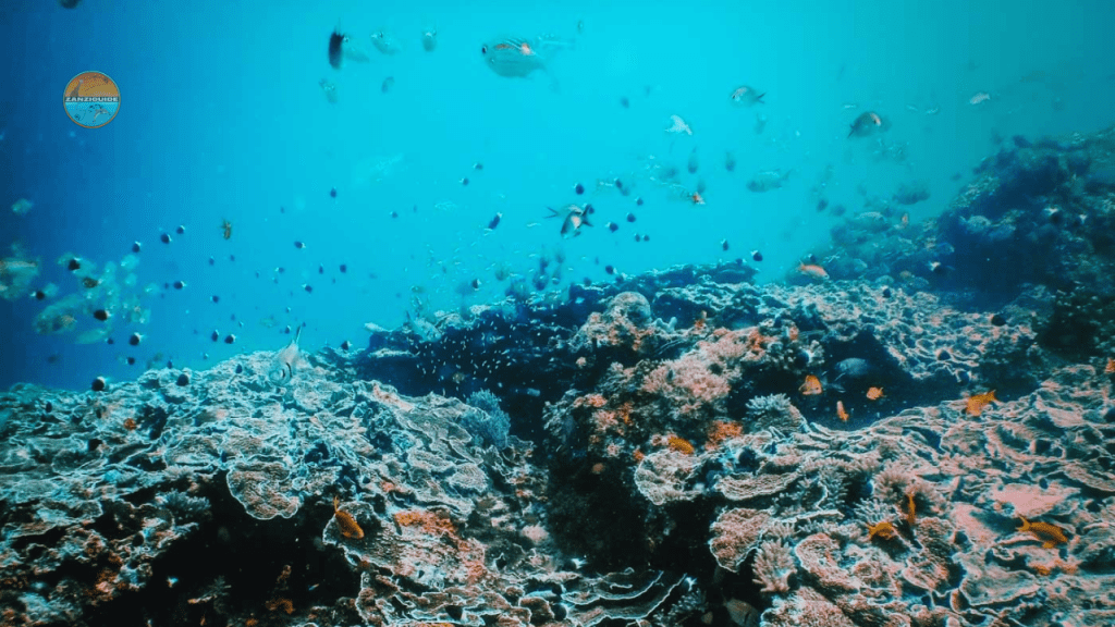 Snorkeling et plongée à Mnemba Atoll ZANZIGUIDE salim guide touristique