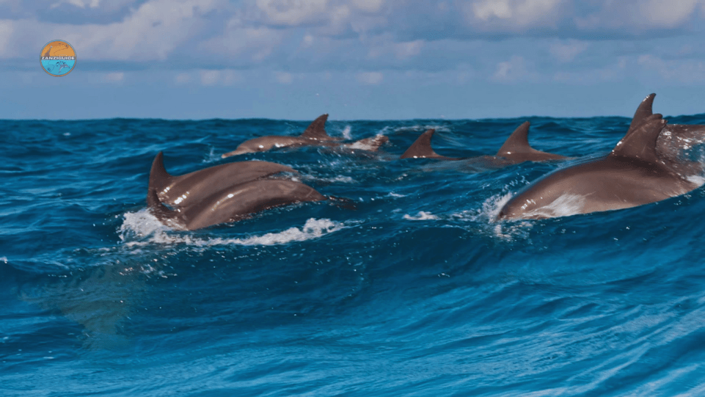 dauphins à Kizimkazi ZANZIGUIDE salim guide touristique