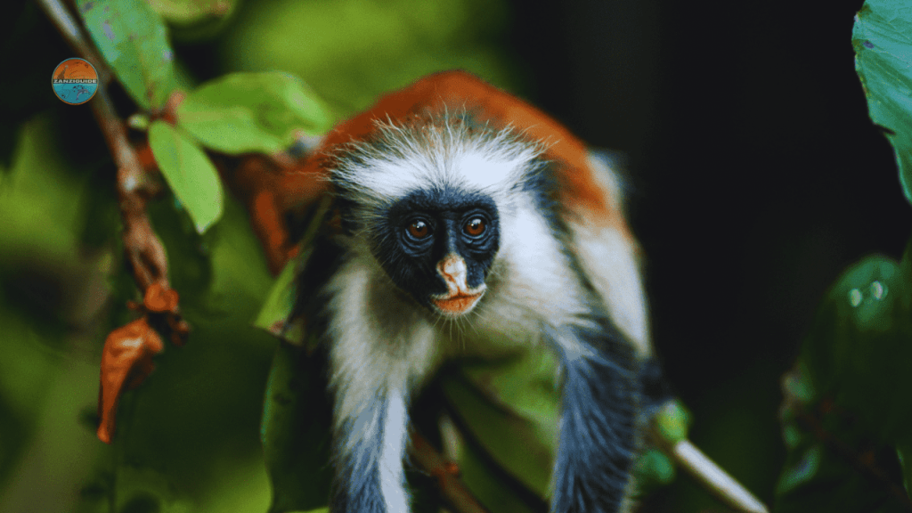 forêt de Jozani ZANZIGUIDE salim guide touristique