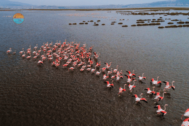 Flamants roses Parc National de Ruaha Zanzibar ZANZIGUIDE