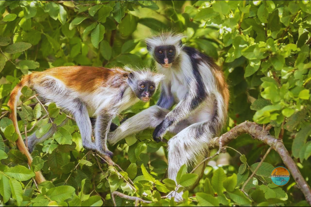 Forêt de Jozani singes Zanzibar ZANZIGUIDE