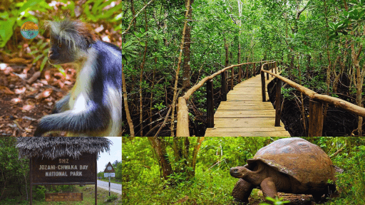 La forêt de Jozani Zanzibar ZANZIGUIDE