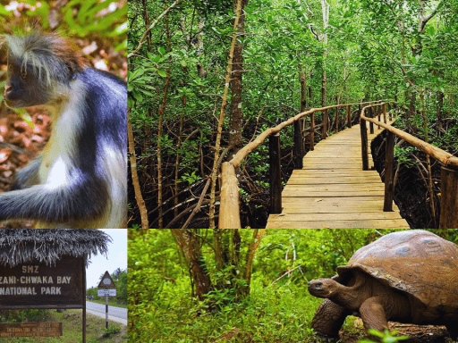 La forêt de Jozani Zanzibar ZANZIGUIDE