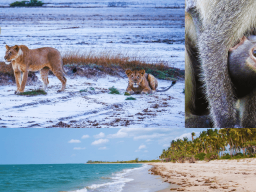 Safari Parc National de Saadani Zanzibar ZANZIGUIDE