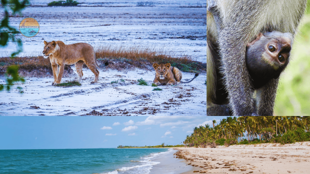 Safari Parc National de Saadani Zanzibar ZANZIGUIDE