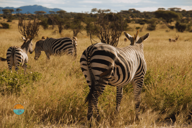 Safari Parc National de Saadani Zèbres Zanzibar ZANZIGUIDE