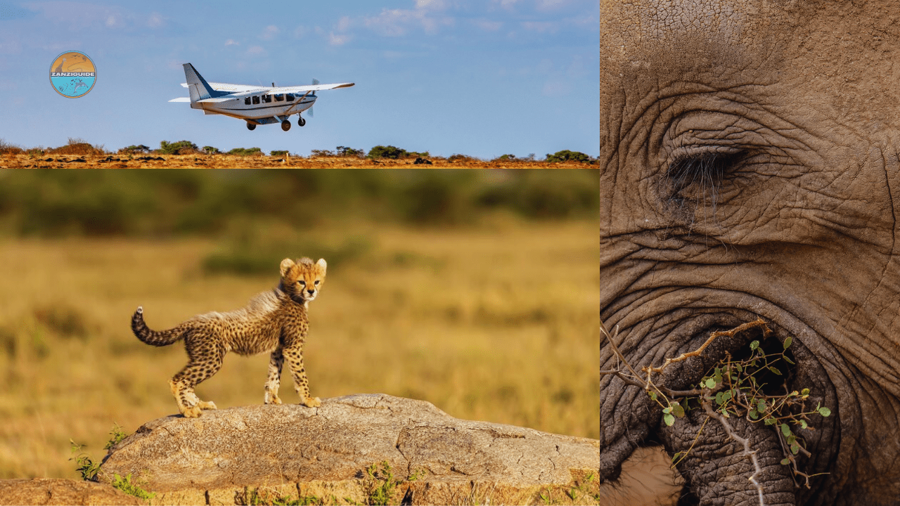 Safaris aériens Zanzibar ZANZIGUIDE