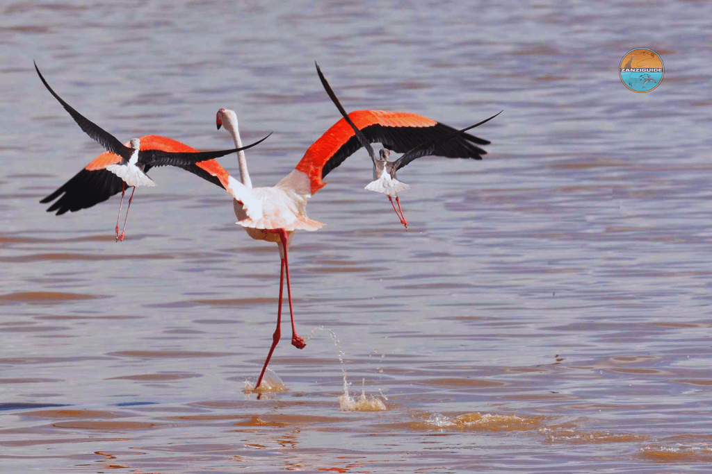 ZANZIGUIDE faune locale flamant rose