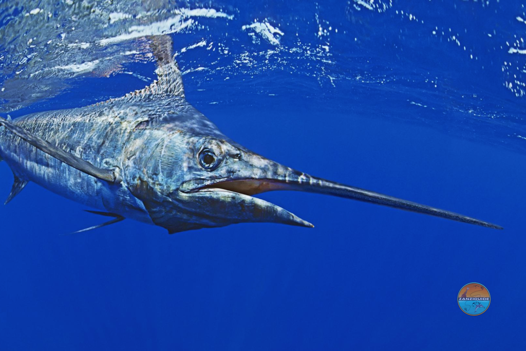 ZANZIGUIDE marlin bleu grosse pêche poisson