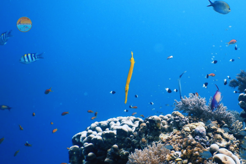 ZANZIGUIDE plongée trésor marins zanzibar